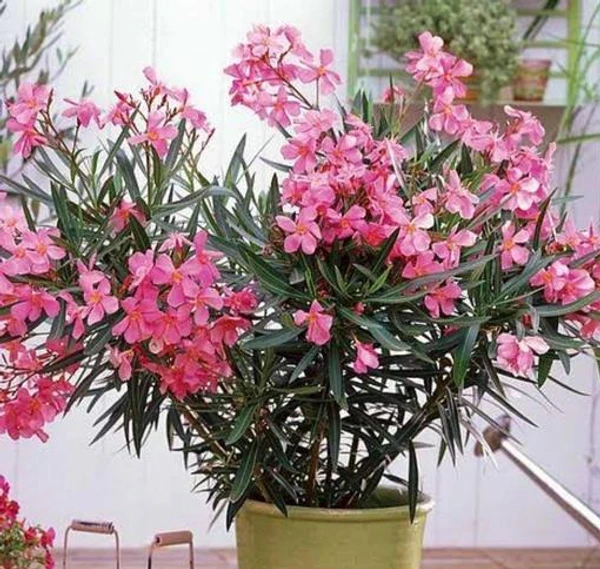 Korobi Plant -Oleander (50 Pcs.)