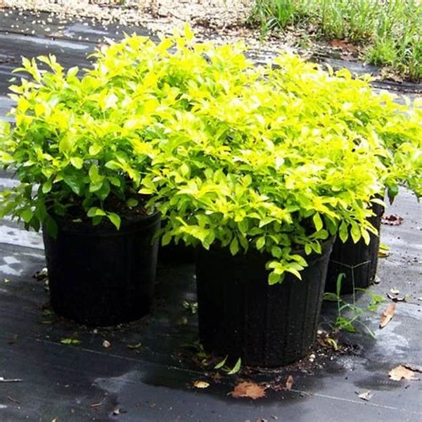 Golden Hedge -Duranta Erecta (50 Pcs.)