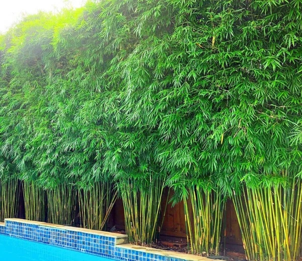 Hedge Bamboo (100 Pcs.) - 