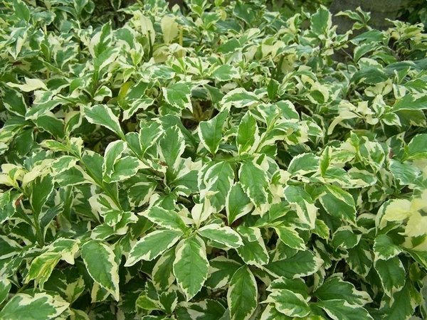 Hedge Duranta -Variegated (50 Pcs.)