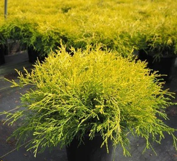 Golden Bottle Brush -Melaleuca bracteata (50 Pcs.)