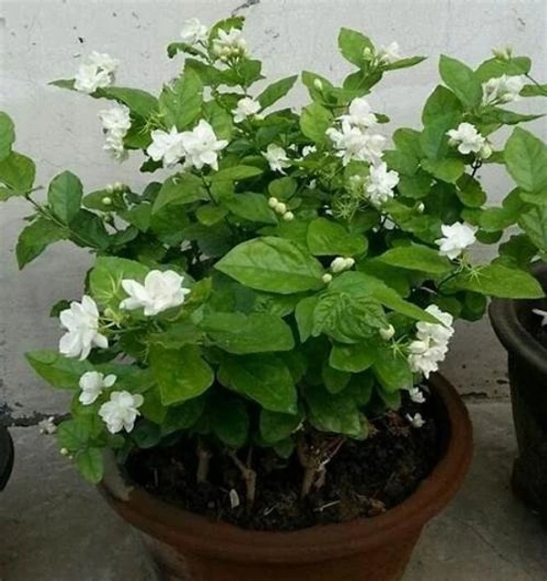 Cape Jasmine -Gandharaj,Gardenia (50 Pcs.)