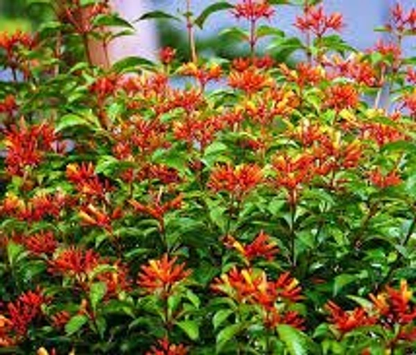 Firebush (Hamelia patens)