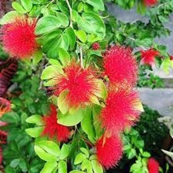 Powder Puff (Calliandra)