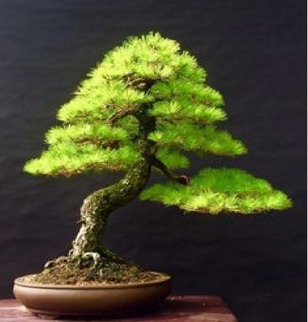 Pine Bonsai