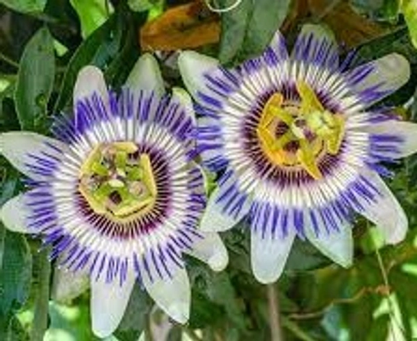 Passion Flowers (Passion Vine)