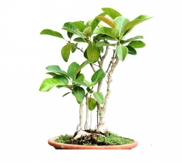 Indian Banyan Tree Bonsai