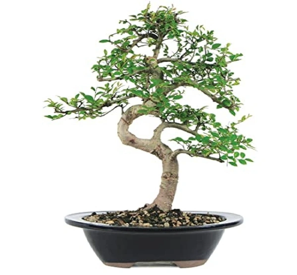 Chinese elm Bonsai