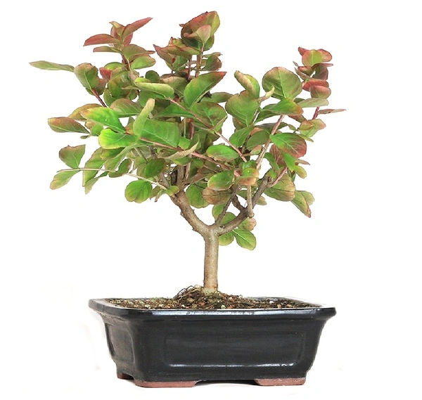 Crape Martle Bonsai
