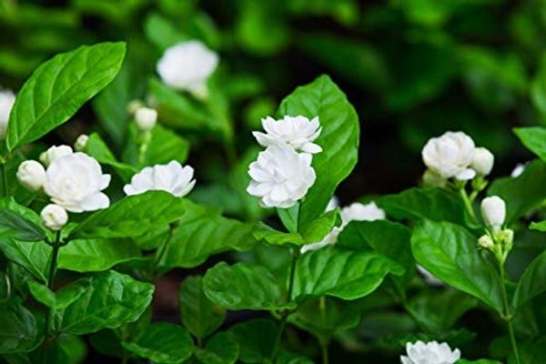Mogra Double Plant (Arabian Tea Jasmine)
