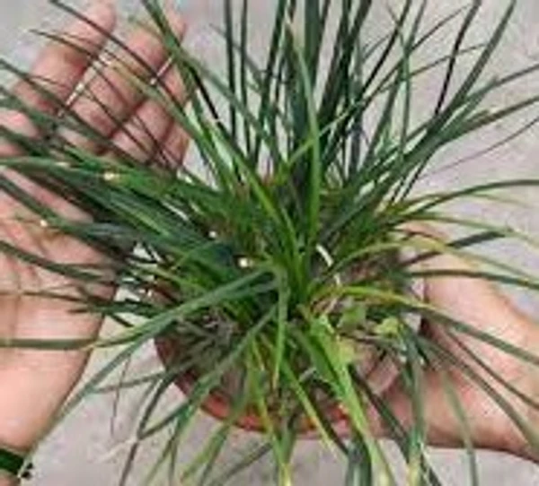 Mondo Grass -dwarf lilyturf (50 Pcs.)