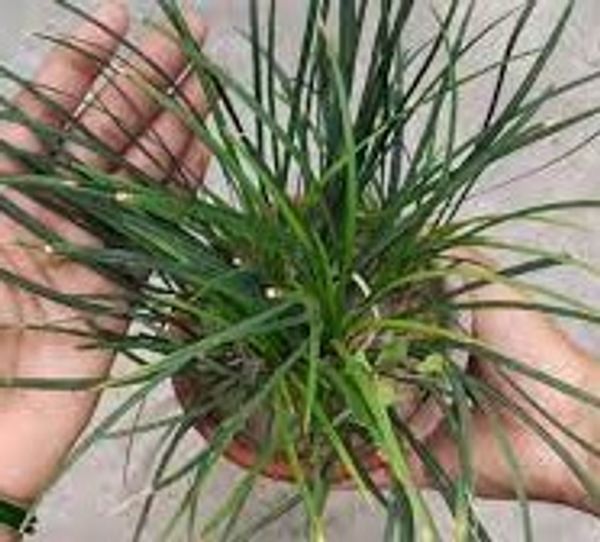 Mondo Grass (dwarf lilyturf)