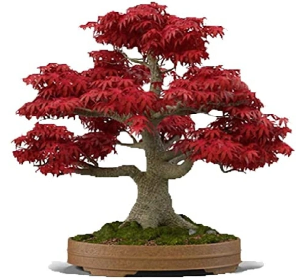 Japanese Mapple Bonsai