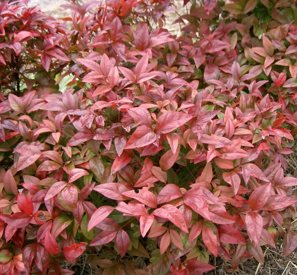 Nandina -Nandina domestica (50 Pcs.)