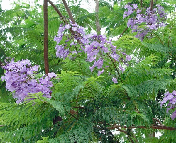 Neel Mohar -Blue Jacaranda (50 Pcs.)