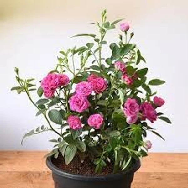 Miniature (Mini) Rose Plant (50 Pcs.)