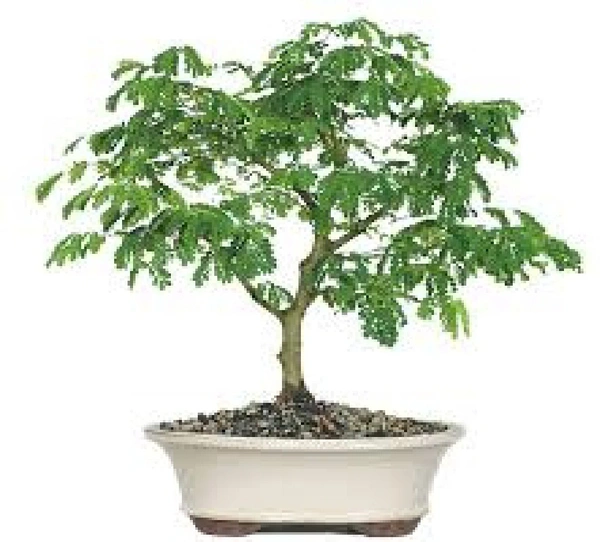 Brazilian Rain Tree Bonsai
