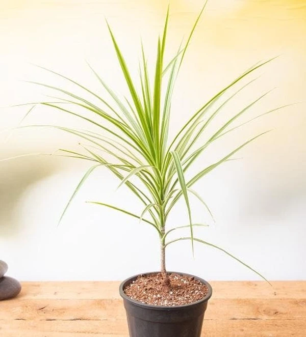 Dracaena Colorama Green (50 Pcs.)