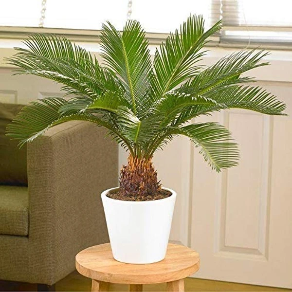 Cycus -Sago Cycad (50 Pcs.)