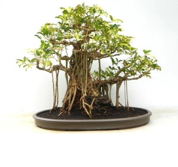 Dwarf Schefflera Bonsai