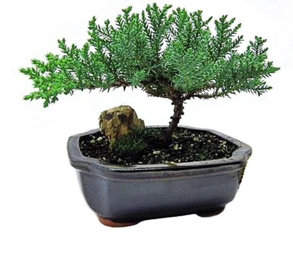 Juniper Bonsai
