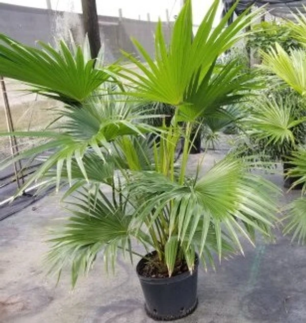 Chinese Palm (50 Pcs.)