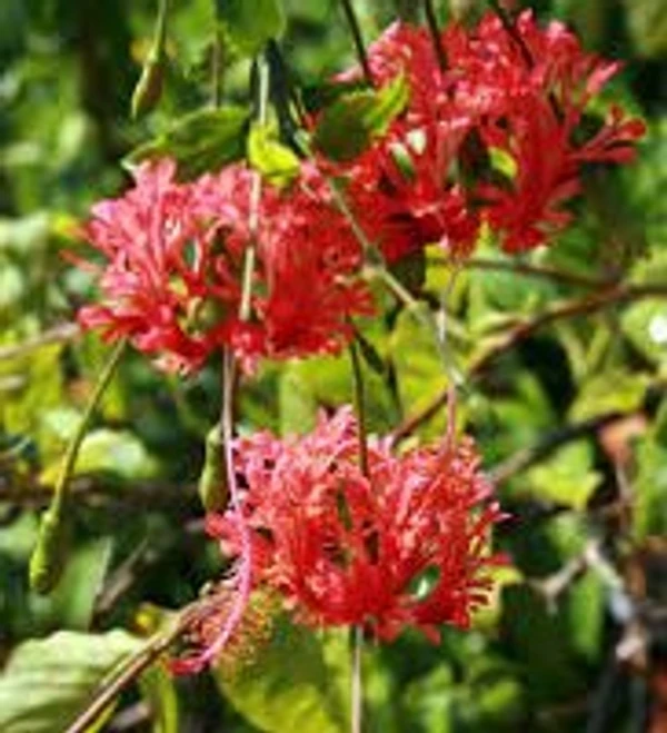 Chinese Lanterns -Hibiscus schizopetalus (50 Pcs.)