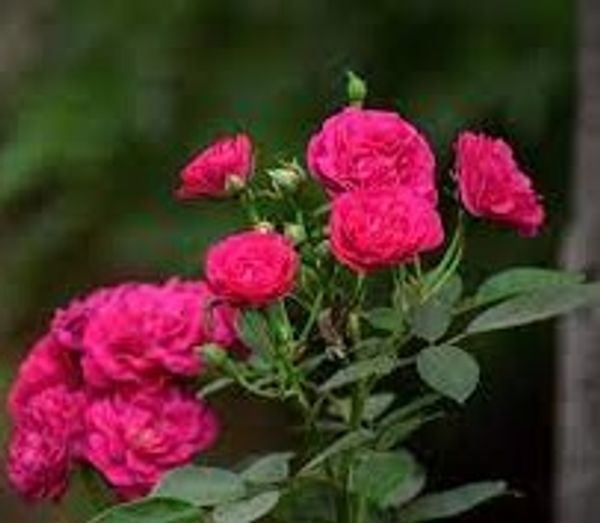 Bengal Rose (China rose)