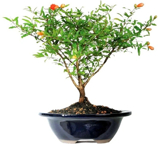 Promegranate Bonsai