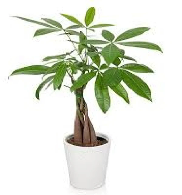 Bonsai Money Tree (50 Pcs.)