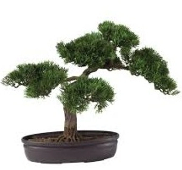 Cedar bonsai