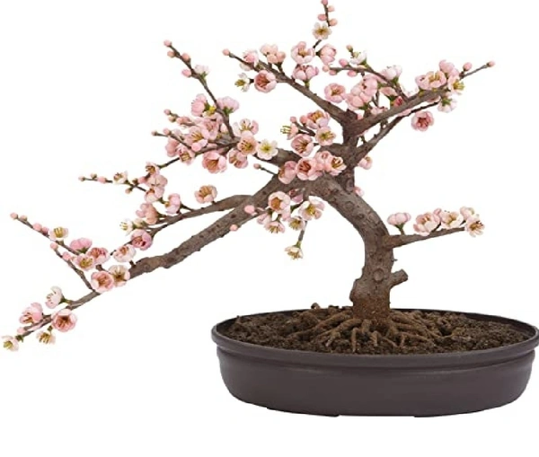 Cherry Blossom Bonsai