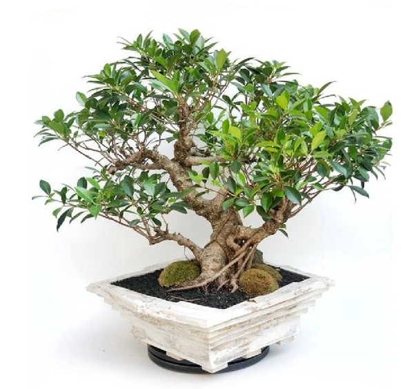 Chinese Banyan Bonsai