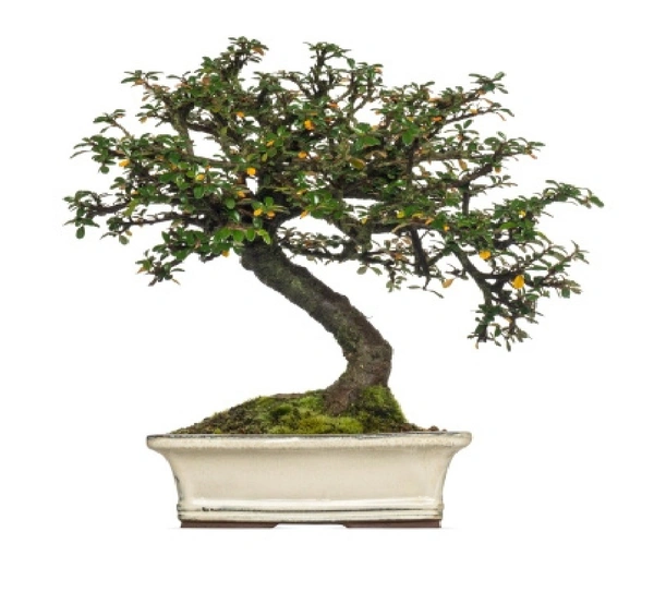 Cotoneaster Horizontalis Bonsai