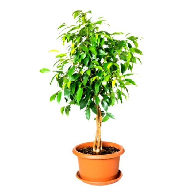 Ficus Benjamin Bonsai