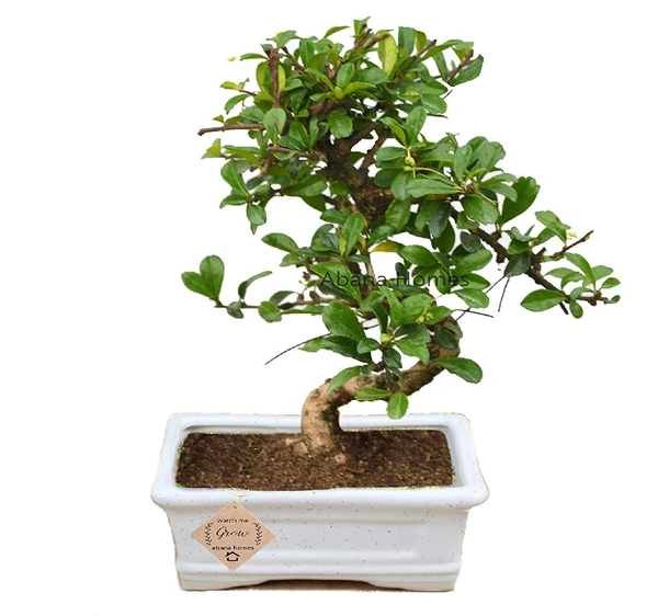 Fukien Tea Bonsai
