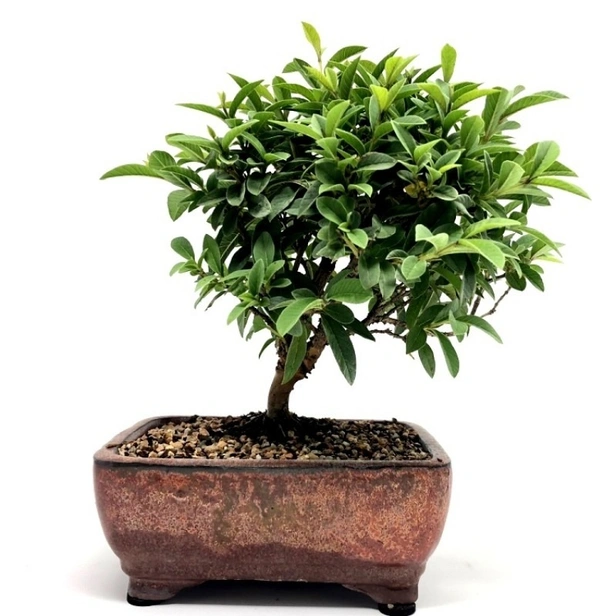 Guava Bonsai