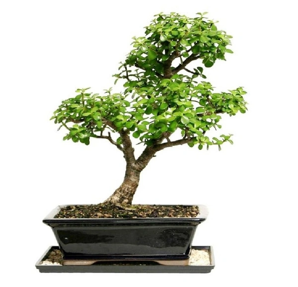 Jacaranda Bonsai