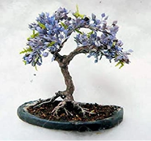 Jade Bonsai