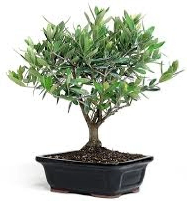 Olive Bonsai