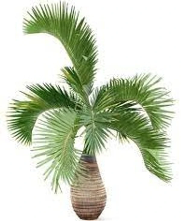 Bottele Palm Small (50 Pcs.)