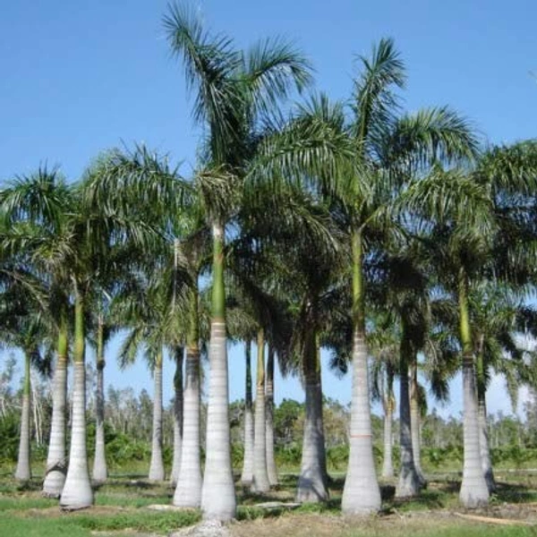 Royal Palm (Roystonea regia)