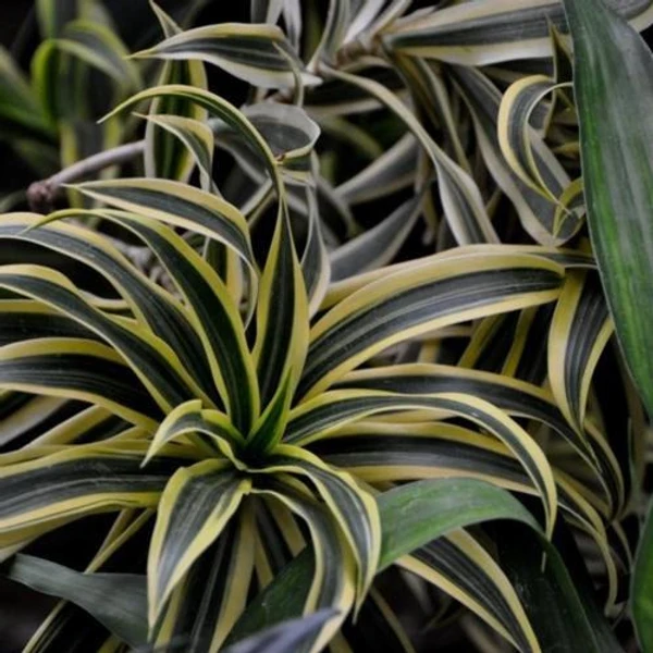 Dracaena reflexa 'Variegata' -Song of India (50 Pcs.)