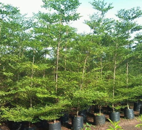 Terminalia Green (50 Pcs.)