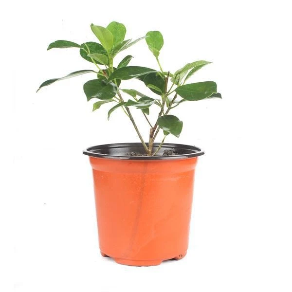 Swamiplant (50 Pcs.)