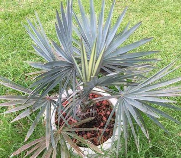 Bismarck palm (50 Pcs.)