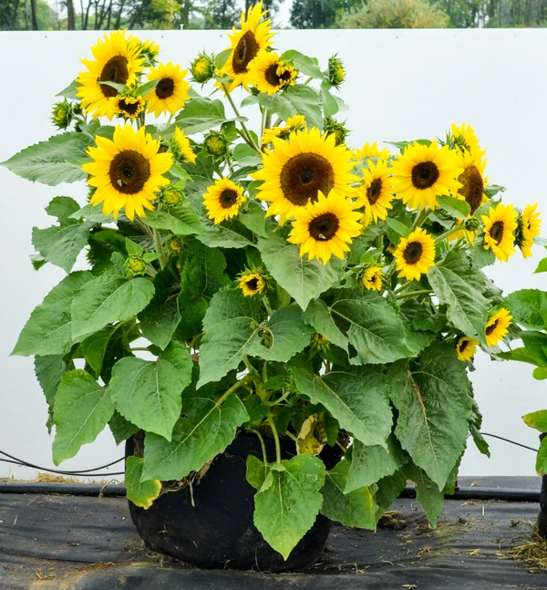Sunflower (50 Pcs.)