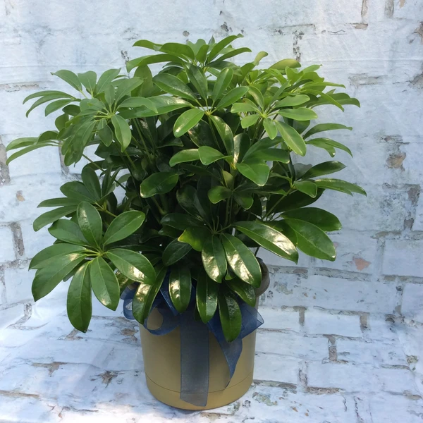 Schefflera arboricola Petite (50 Pcs.)