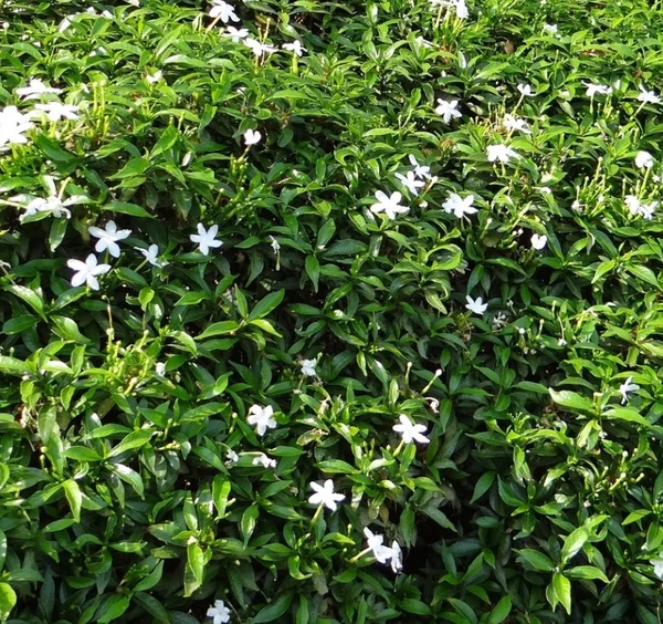 Dwarf Crape Jasmine -Chandni (50 Pcs.)