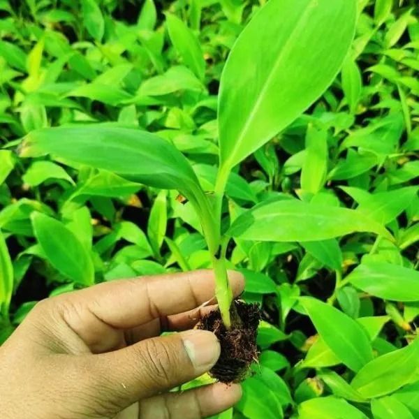 Tissue culture Banana plant Sapling (200 Pcs.)